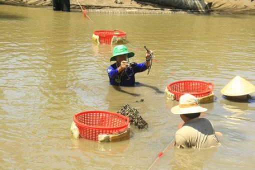 Qua Hòa Minh gạn tôm, bắt cua, "say mồi" cá ngát