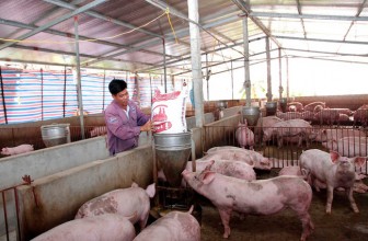 Chủ động về lợn nái, nhiều tỉnh tái đàn nhanh, các "ông lớn" bán hàng nghìn con lợn mỗi ngày