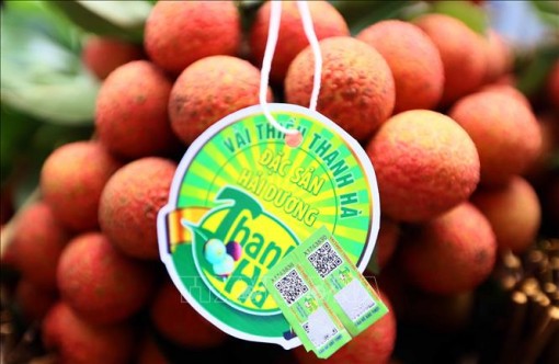 Kết nối, xúc tiến tiêu thụ vải thiều Thanh Hà
