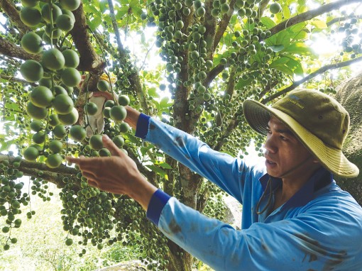 Trái dâu trên Phụng Hoàng Sơn