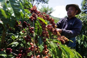 Giá cà phê tăng mạnh, dự báo giá cà phê tiếp tục tăng vì thiếu hụt toàn cầu