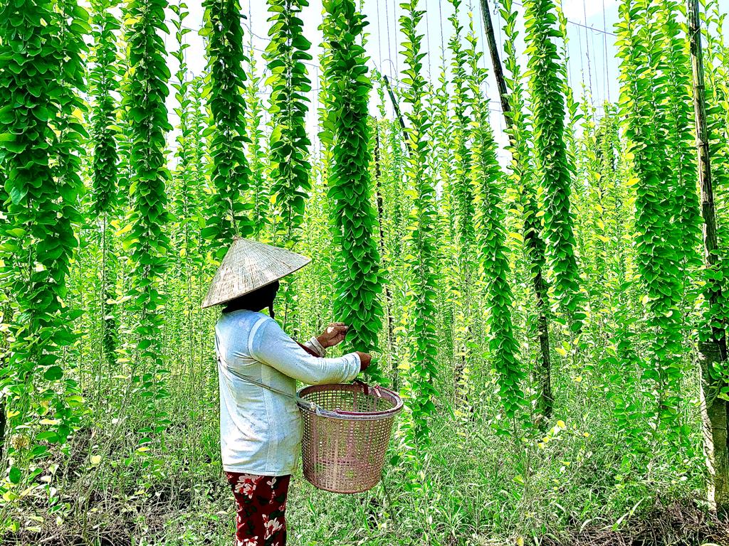 TRỒNG CÂY SƯƠNG SÂM TRONG CHẬU NHỎ GỌN PHÙ HỢP SÂN VƯỜN