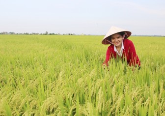 Niềm vui được mùa lúa của nông dân Quảng Trị