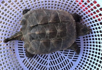 Ngư dân bắt được rùa nước ngọt lớn nhất thế giới tại Bình Định