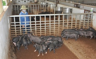 Lào Cai: Nuôi hơn 8.000 con lợn đen đặc sản, ông chủ này thu nhập trên 10 tỷ đồng/năm