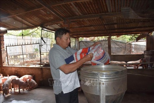 Giá nguyên liệu làm thức ăn chăn nuôi tăng cao khiến người sản xuất gặp khó