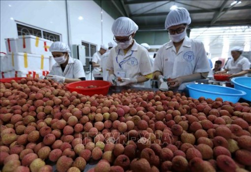 Bắc Giang linh hoạt tiêu thụ vải thiều trong dịch COVID-19, chưa cần ‘giải cứu’