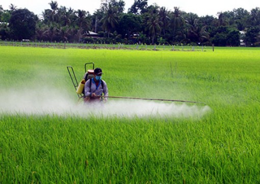 Hậu Giang: Gần 1.000ha lúa Hè thu bị nhiễm bệnh đạo ôn lá