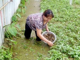 Quảng Ninh: Nuôi cua đồng trong ruộng rau muống, bắt lên bao nhiêu bán hết bấy nhiêu
