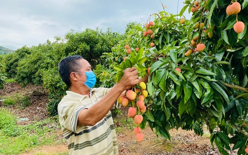 Vải thiều sớm Lục Ngạn được giá, tiêu thụ thuận lợi