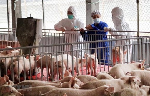 Từ 30-6, Việt Nam sẽ tạm ngừng nhập khẩu lợn sống của Thái Lan