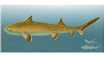 Hóa thạch quý hiếm chưa từng có của loài cá mập 150 triệu năm tuổi