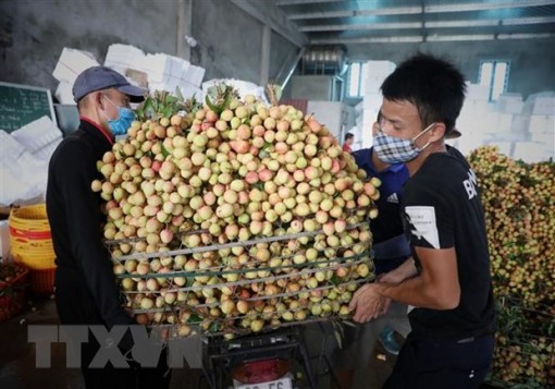Thủ tướng chỉ đạo tháo gỡ khó khăn tiêu thụ nông sản cho Bắc Giang