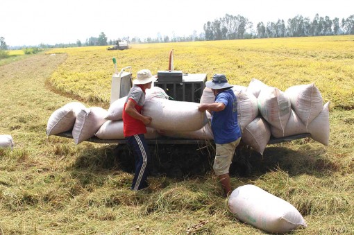 Tân Châu gặp nhiều khó khăn trong phát triển mới hợp tác xã nông nghiệp