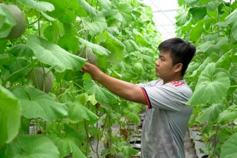 Trồng dưa lưới thu nhập cao