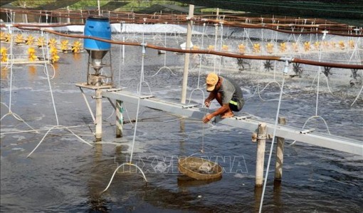 Kiên Giang thiệt hại hơn 1.800 ha tôm nuôi