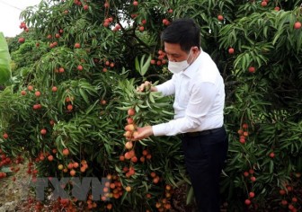 Dịch COVID-19: Bắc cầu đưa nông sản Việt Nam sang Nhật Bản