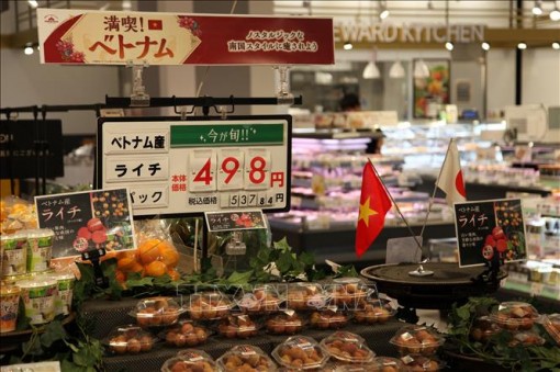 Vải thiều tươi của Việt Nam lần đầu xuất hiện tại Kagoshima, Nhật Bản
