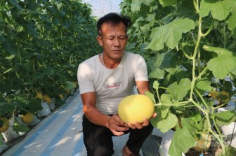 Hưng Yên: Nông dân thu nhập khá từ chuối tây, dưa lưới