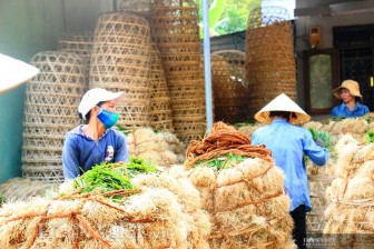 Trồng thứ củ trắng, lá xanh, nhổ lên thơm lừng, nông dân miền núi Bình Định thu hiệu quả bất ngờ