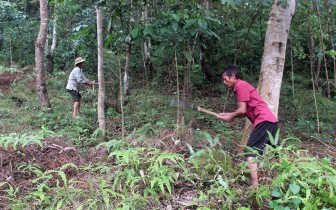 Ðiện Biên phát triển rừng bền vững