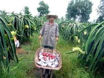 “Cảm hứng” làm giàu trên vùng đất nông thôn mới Sài thành: Trồng rau "hoàng đế", thanh long kiểu độc lạ