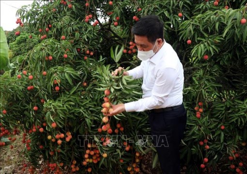 Quả vải tiêu thụ thuận lợi nhờ các giải pháp đồng bộ