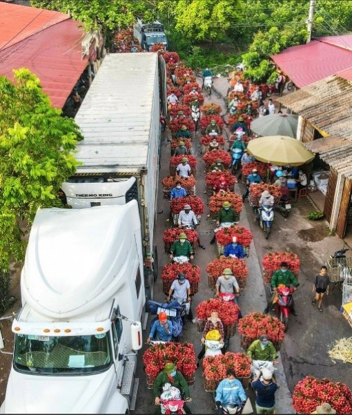 Cục Quản lý thị trường An Giang hỗ trợ tiêu thụ 40 tấn vải thiều Bắc Giang, 14 tấn khoai và hành tím