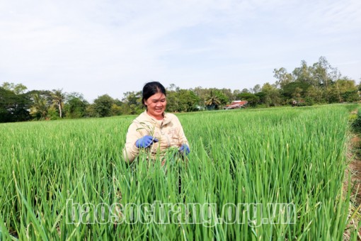 Vươn lên nhờ mạnh dạn chuyển đổi trồng màu