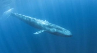 Phát hiện cá voi xanh lùn tại Ấn Độ Dương nhờ máy dò bom hạt nhân