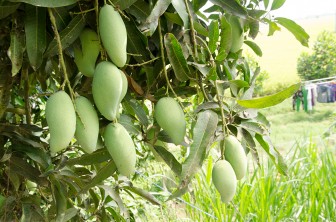Diện tích cây ăn trái của huyện Tri Tôn tăng khá