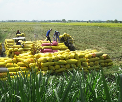Châu Phú tập trung phát triển kinh tế - xã hội