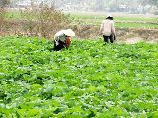 Giá nhiều mặt hàng nông sản giảm do dịch bệnh