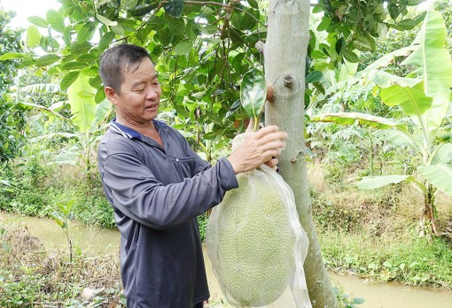 “Sống khỏe” nhờ mít Thái