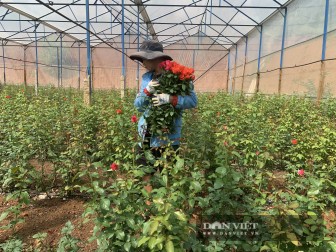 Đắk Nông: Trai làng bỏ việc lương cao ở Nhật Bản về quê trồng thứ hoa chi chít gai thu gần 1 tỷ mỗi năm