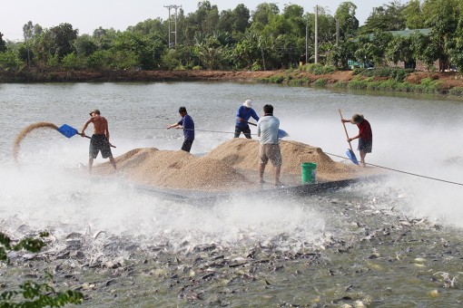 An Giang hướng đến nông nghiệp bền vững