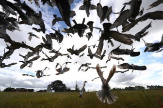 Hàng ngàn chim bồ câu mất tích bí ẩn trong vụ 'tam giác quỷ Bermuda trên không'