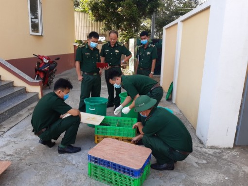 Đồn Biên phòng Cửa khẩu Vĩnh Hội Đông thu giữ 700 con cá sấu giống nhập lậu