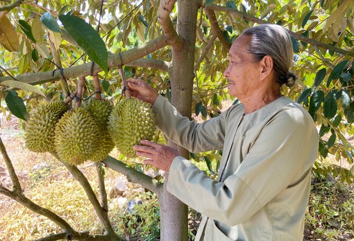 Sầu riêng núi giá ổn định