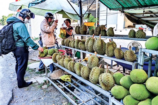 Cây ăn trái giúp nhà nông nâng cao thu nhập