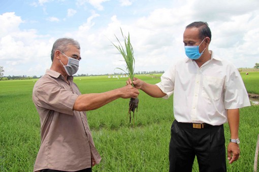 Nông dân Tân Châu chủ động ứng phó với giá phân bón tăng cao