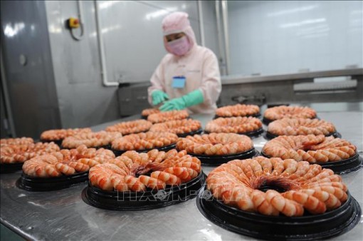 Tôm Việt giữ vị thế số 1 tại nhiều thị trường