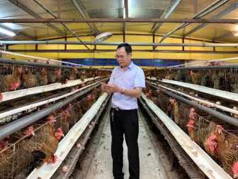 Một ông nông dân Thủ đô nuôi gà kiểu nhàn tênh, xuất 45 vạn con giống, thu 4,5 tỷ đồng/năm