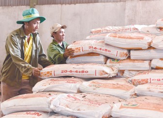 Giá phân bón tăng "hoa mắt chóng mặt", nông dân tỉnh Gia Lai dùng "chiêu" gì mà "lợi cả đôi đường"?