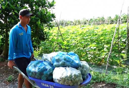 Vĩnh Chánh hướng đến sản xuất và liên kết tiêu thụ rau màu