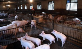 Giá lợn hơi tại Việt Nam giảm sâu, Trung Quốc đối mặt khủng hoảng thừa nguồn cung thịt lợn