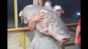 Câu trúng cá trê nặng gần 60kg