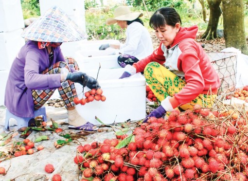 Giá nhiều loại trái cây giảm