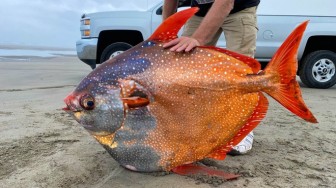 Phát hiện cá siêu hiếm, màu cực lạ, nặng 45 kg