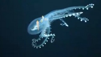 Phát hiện “bạch tuộc thủy tinh” quý hiếm ở biển Thái Bình Dương